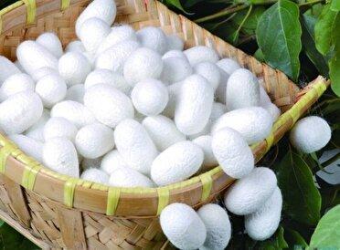 افزایش ۸۰ درصدی قیمت تضمینی پیله‌تر ابریشم