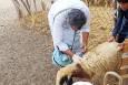 آغاز فاز اجرایی واکسیناسیون دام در روستاهای سقز