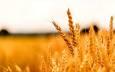 تهدید خودکفایی با احتمال مصرف گندم برای دام و طیور