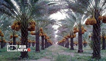 طرح پایش آفات نخیلات در رودان