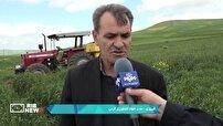 هشدار خطر زنگ زرد در مزارع گندم گرمی
