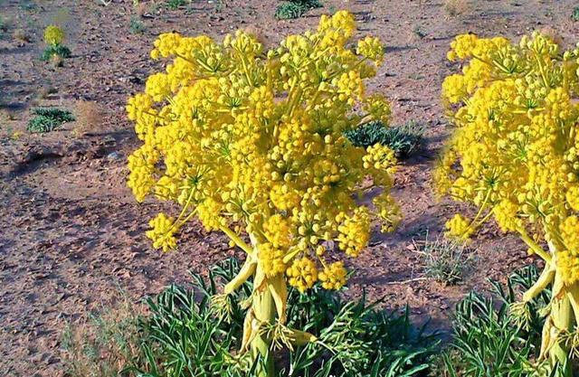 طلای سبز فارس؛ آنغوزه‌ای که خام فروشی می‌شود نه فرآوری