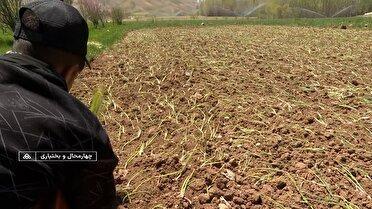 افزایش سطح زیر کشت پیاز در چهارمحال و بختیاری