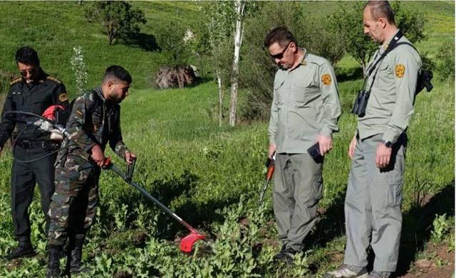 ۵ قطعه مزرعه خشخاش در پناهگاه حیات وحش بیستون کشف و معدوم شد