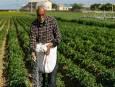 کاهش ۱۱ واحد درصدی نرخ تورم نقطه به نقطه در قیمت تولیدکننده بخش کشاورزی