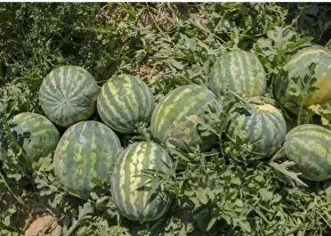 برداشت هندوانه در بخش رودخانه