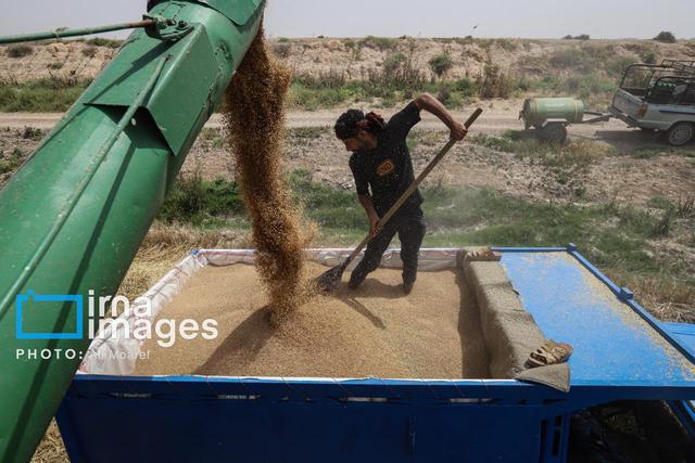 پیش‌بینی برداشت ۵۵۰ هزار تن گندم در لرستان