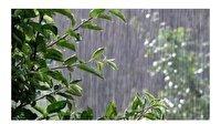 وزش باد و بارش رگباری در استان از امروز