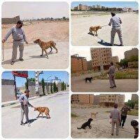 تشدید ساماندهی سگ‌های بلاصاحب در صالحیه بهارستان