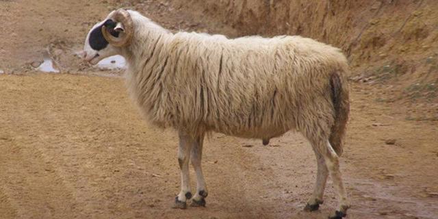 گوسفند «کبوده» شیراز در مسیر ثبت جهانی