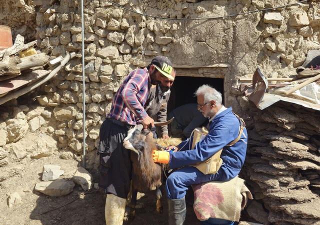 بیماری‌های دامی در مازندران ۲۸ درصد کاهش یافت