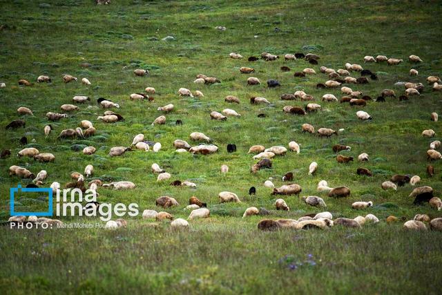 مدیرکل دفتر ترویج منابع طبیعی: سهیم‌کردن بهره‌برداران راهبرد حیاتی مراقبت از مراتع است