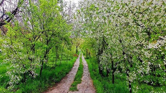 سفر بهاری به دل طبیعت مراغه در قاب دوربین شهروندخبرنگار