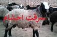 دستگیری سارق احشام در مسجدسلیمان