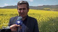 بیش از ۴۰۰ هکتار مزارع گرمی زیر کشت کلزا