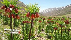 دشت لاله های واژگون سپیدان؛ مقصدی در بهشت ایران