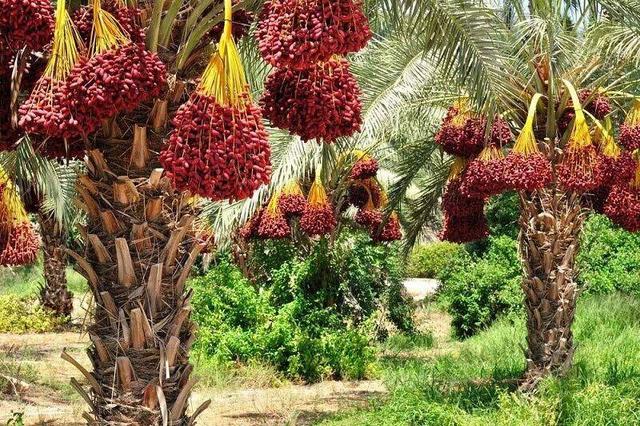 بُن‌بست صادرات، مقابل‌ خرماداران؛ مشتریان خارجی اما در انتظار محصول لاکچری‌ ایران‌