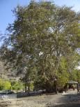 مستندسازی ثبت ملی چنار کهنسال شهرستان عنبرآباد آغاز شد