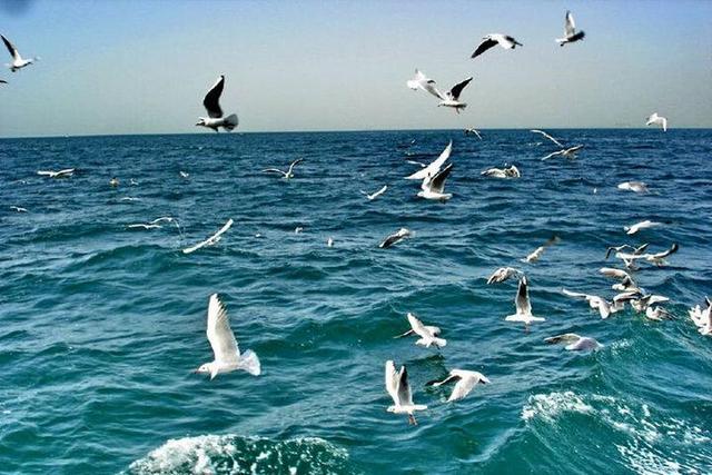 تداوم وزش باد نسبتا شدید در استان بوشهر؛سواحل مواج است