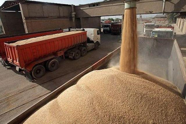 خرید تضمینی گندم در خراسان رضوی با فعال شدن ۵۹ مرکز آغاز شد