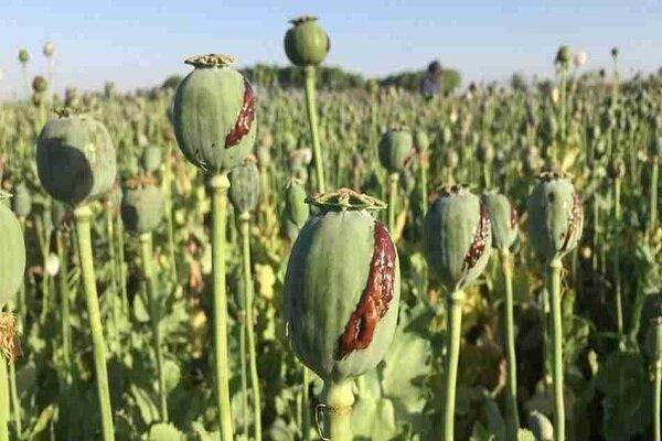 ذوالفقاری: کشت خشخاش آزاد نشده است