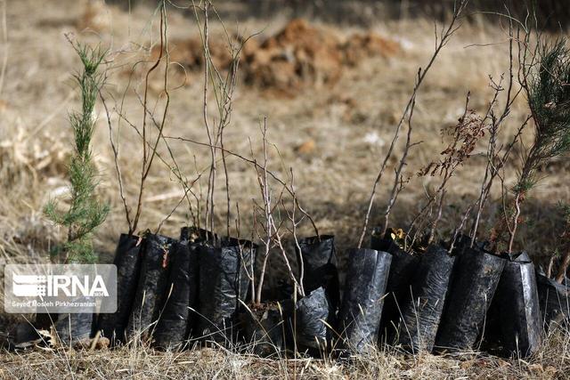 آغاز طرح توسعه فضای سبز توسط دستگاههای اجرایی البرز