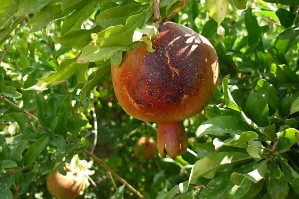 تا حالا از این زاویه به نعمت‌های اطرافمان نگاه کردیم؟