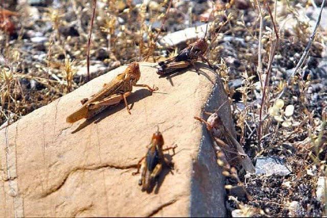 پایش ۷۰۰ هزار هکتار از مراتع سیستان و بلوچستان برای رصد ملخ صحرایی