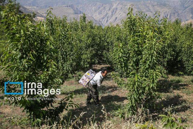  پرداخت بیش از سه هزار میلیارد ریال تسهیلات مصوب سفر رئیس جمهور به بخش کشاورزی کردستان