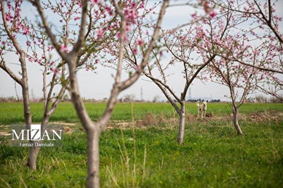 رئیس اتحادیه باغداران: سفره‌های زیرزمینی با بارش‌های اخیر احیا نشدند/ مصرف بهینه آب، ضرورتی انکارناپذیر