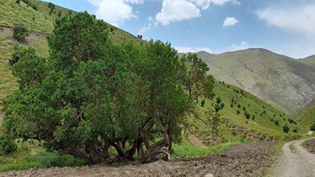 توت کهنسال باروق میاندوآب در مسیر ملی شدن