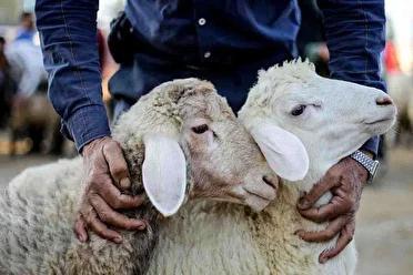 بسیج گروه‌های نظارت دامپزشکی خوزستان برای تضمین سلامت عید قربان