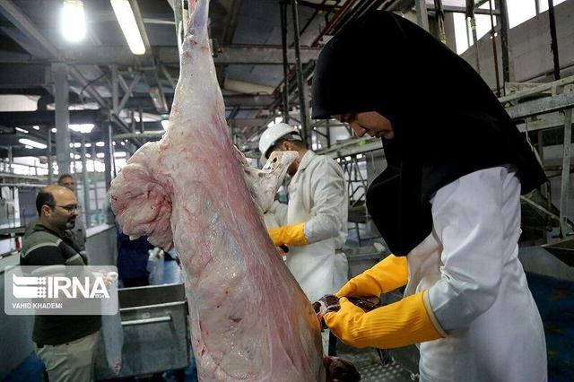 نظارت ۶۶ اکیپ دامپزشکی آذربایجان‌غربی بر ذبح دام در عید قربان
