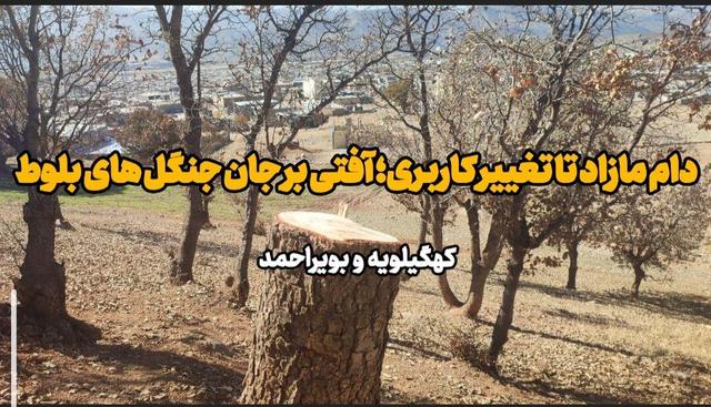 فیلم| دام مازاد تا تغییر کاربری؛ آفتی بر جان جنگل های بلوط کهگیلویه و بویراحمد