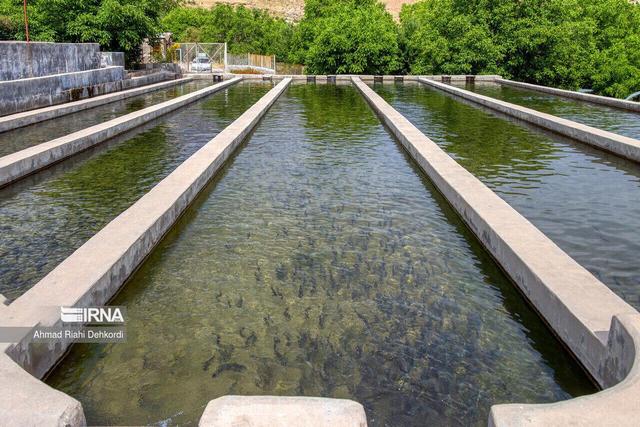 چهار هزار تن به ظرفیت تولید شیلات لرستان افزوده می‌شود