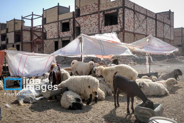 هشدار محیط‌زیست قم به مخاطرات بهداشتی کشتار غیرمجاز دام