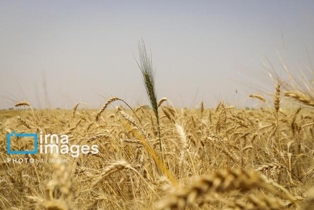 آغاز برداشت‌ گندم در آرادان با ۲۰ کمباین
