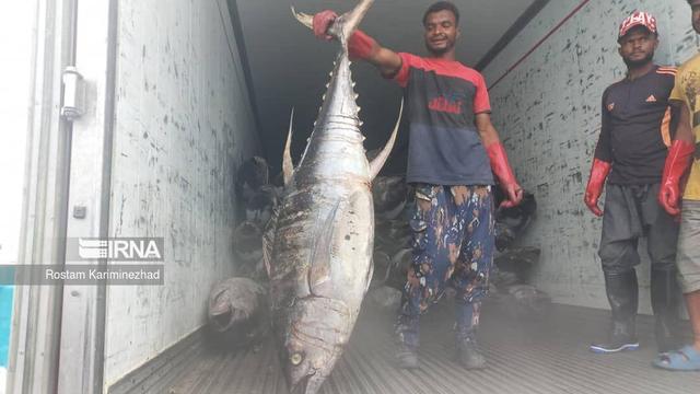 خیز شیلات سیستان و بلوچستان برای تحول اقتصادی؛ از ایمن‌سازی بنادر تا تامین منابع ملی