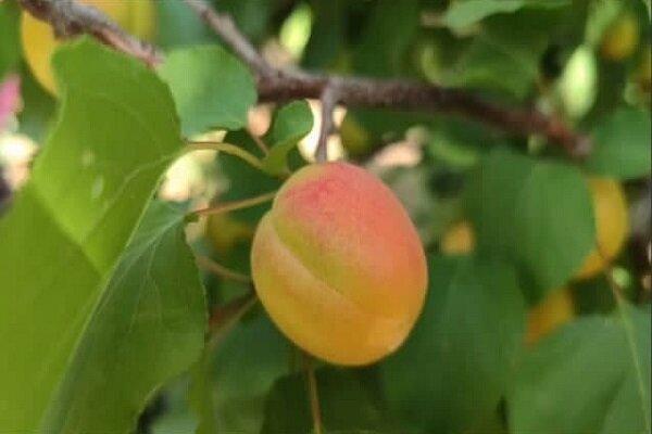 اینفوگرافیک؛ برداشت زردآلو از باغات سیستان و بلوچستان