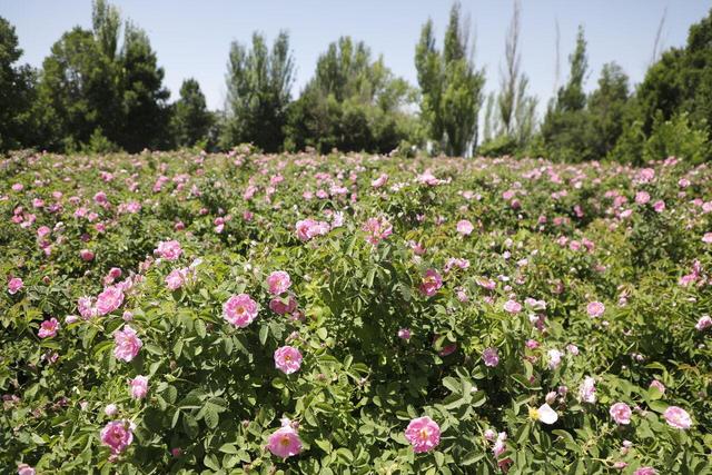 گل محمدی چهارمحال و بختیاری؛ از مزیت اقلیمی تا چالش فرآوری