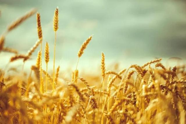 خبر خوش برای گندم‌کاران؛ مطالبات این هفته به حساب‌ها می‌آید