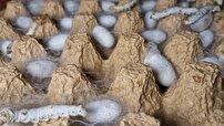 آغاز فصل تولید پیله مرغوب در شهرستان رستم
