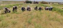 آغاز برداشت زیره سبز در خوشاب
