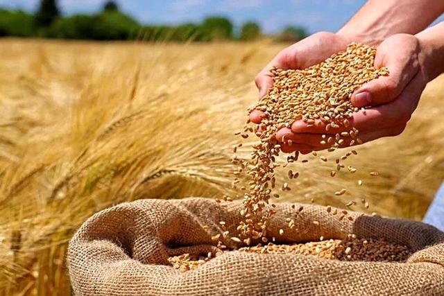 پرداخت ۵۰ درصد از مطالبات گندمکاران به زودی