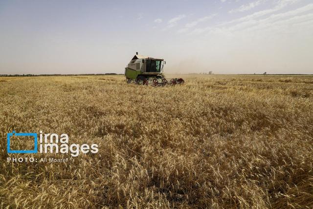 خرید تضمینی گندم در ایلام از مرز ۱۷۲ هزار تن گذشت