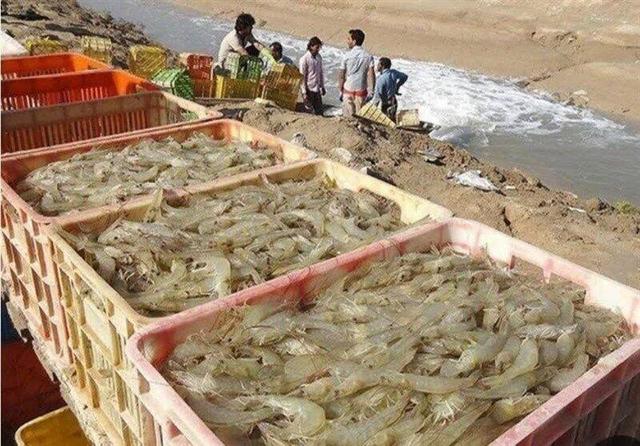 هدف گذاری رشد ۳ تا ۶ برابری تولید میگوی پرورشی در بزرگترین شهرک شیلاتی کشور