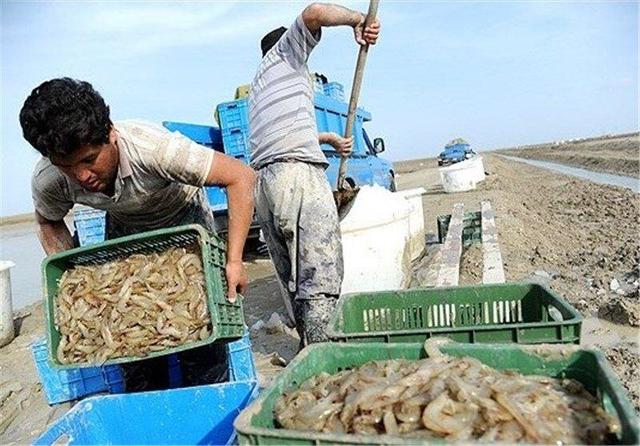 حل معضل تأمین آب بزرگ‌ترین سایت پرورش میگوی شمال و احیای تالاب گمیشان
