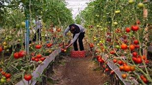 تولید ۲ هزار و ۹۰۰ تن محصول گلخانهای در سربیشه