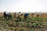 برداشت چغندر قند پاییزه در قیروکارزین