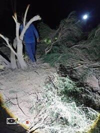 کشف و ضبط ۱۳ تن چوب تاغ در دشت سجزی